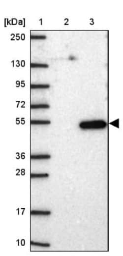 FAM185A Antibody, Novus Biologicals:Antibodies:Primary Antibodies